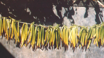 Papantla Vanilla: A Scent with a Passport